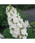 Hydrangea quercifolia Alice квітка